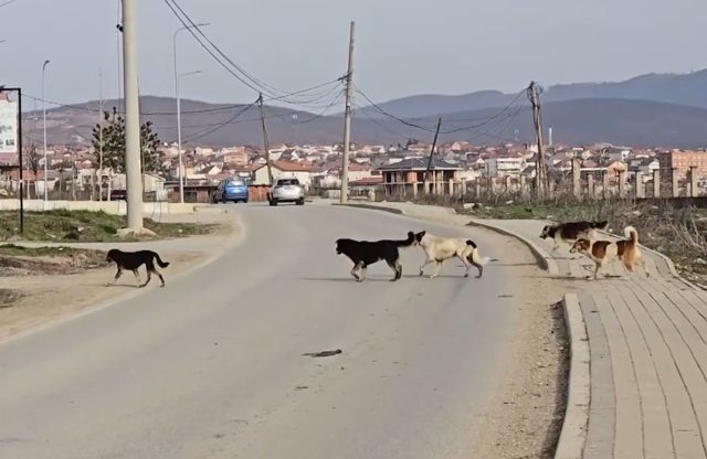 Psi lutalice u Caglavici