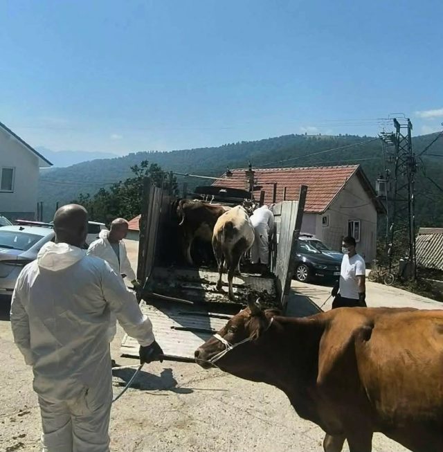 Odvođenje krava u Sušićima Foto Radio Borzani